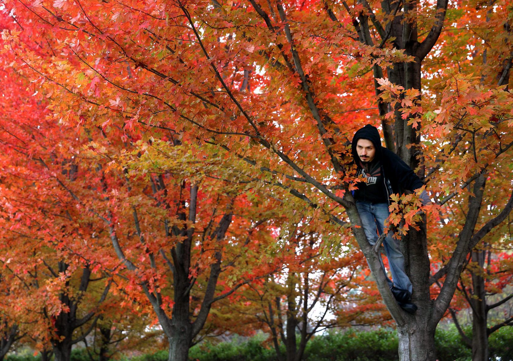 Fall color around St. Louis